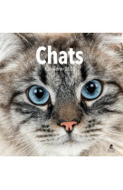 Chats - Calendrier 2022