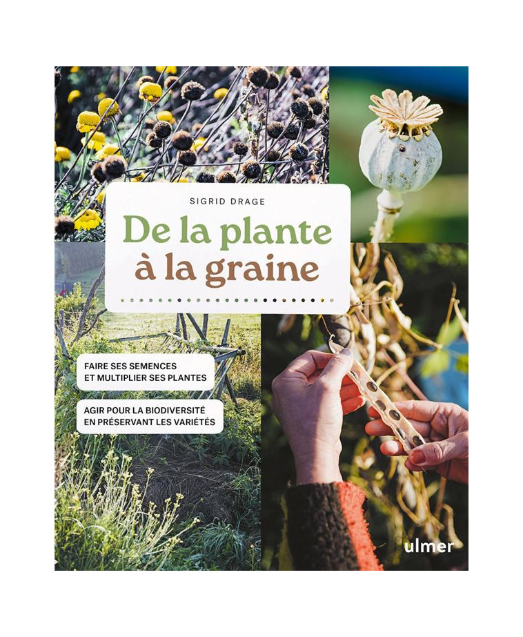 DE LA PLANTE A LA GRAINE - DRAGE - ULMER