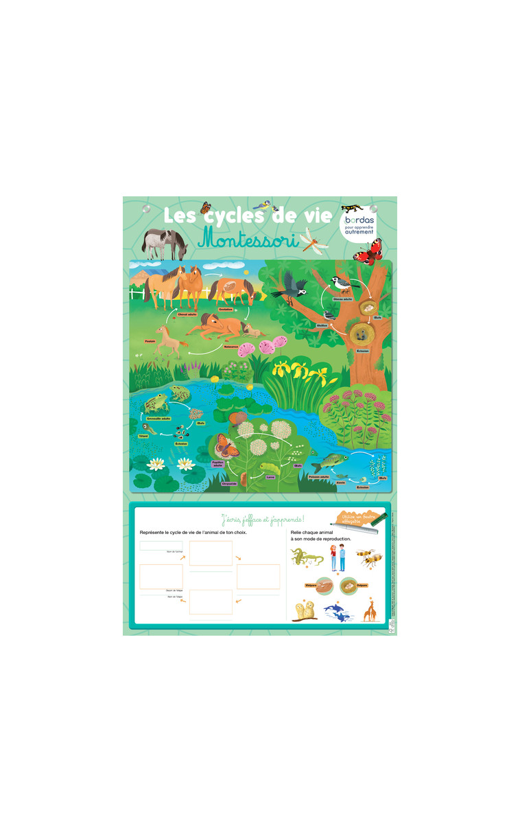 Les posters effaçables - Les cycles de vie Montessori - Virginie Chiodo - BORDAS