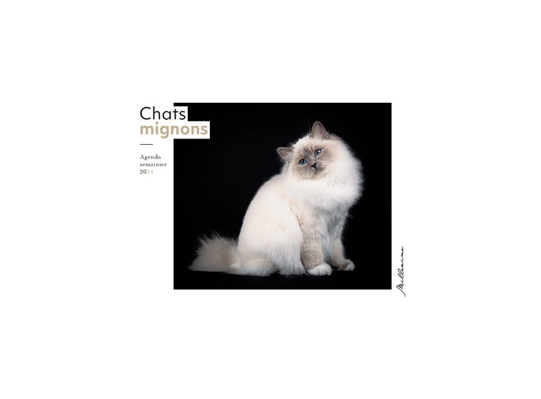 Semainier 2024 - Chats mignons - Julie Warnier - MILLESIMA