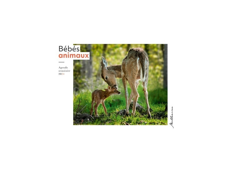 Semainier 2024 - Bébés animaux -  Collectif - MILLESIMA