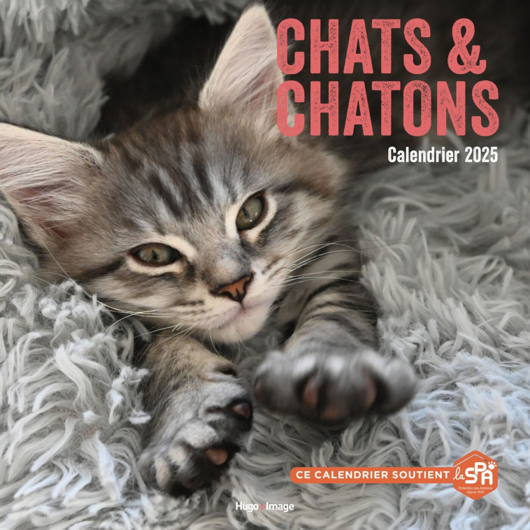 Calendrier mural chats et chatons 2025 -   - HUGO IMAGE