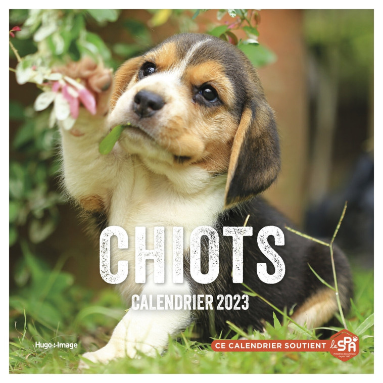 Calendrier Mural Chiots 2023 -   - HUGO IMAGE