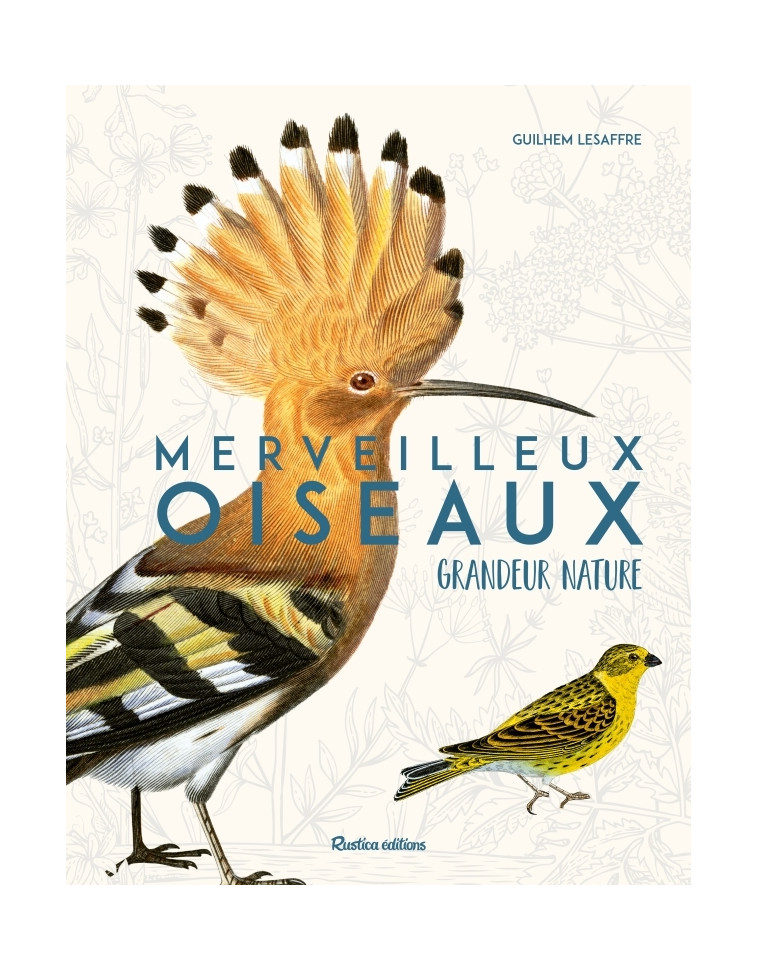 Merveilleux oiseaux grandeur nature - Guilhem Lesaffre - RUSTICA