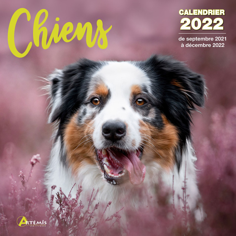 Calendrier Chiens 2022 -  Collectif - ARTEMIS