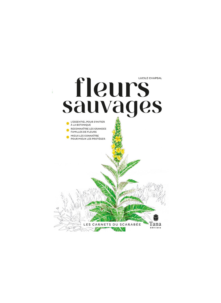 Les carnets du scarabée - Fleurs sauvages - Lucile Chapsal - TANA